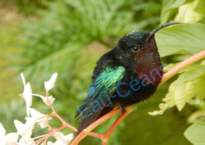 Le colibri de Madère