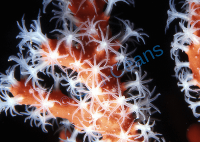 Polypes épanouis du corail rouge
