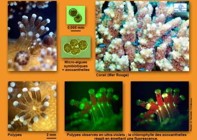 Polypes de coraux