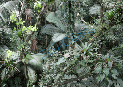 Forêt tropicale humide entre 500 et 1100 mètres d'altitude