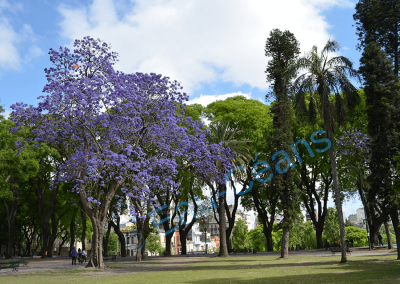 La capitale de l'Argentine mise en beauté par de splendides flamboyants bleu