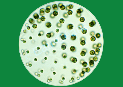 Algue verte coloniale sphérique d'eau douce (diamètre : 0,500mm)