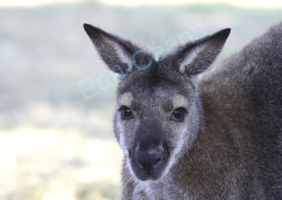 Photo portrait d'un "Joey", jeune kangourou