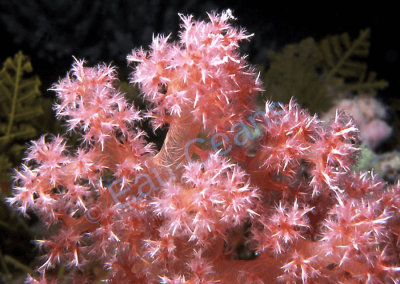 Feu d'artifice sous-marin offert par un corail mou