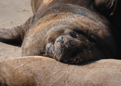 Le lobo marino ou otarie à crinière en pleine sieste et digestion