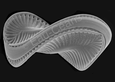 Squelette en verre d'une diatomée d'eau douce (L : 0,300mm)