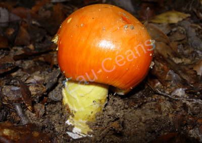 Amanite des Césars ou oronge, champignon succulent apprécié des gourmets
