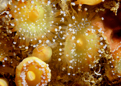 Le Corynactis, anémone bijou d'environ un centimètre de diamètre, orne les tombants marins ombragés de ses coloris variés