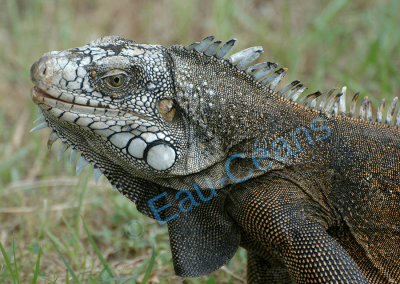 L'iguane commun avec sa grosse écaille sous le tympan