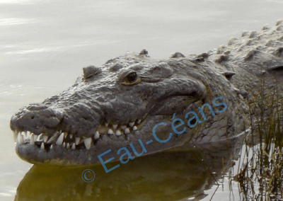 Dans le petit lac de Cobá, un crocodile ne dort que 'un oeil !