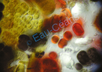 Agglomérat de micro-algues polychromes