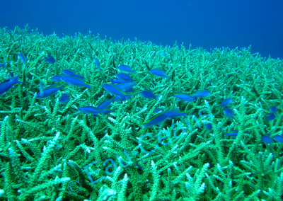 Escadrille de poissons bleus survolant un champ de corail ramifié (photo A.-M. Lejeune)