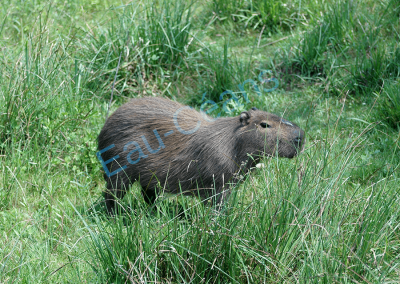 Le Capybara ou carpincho, plus gros rongeur au monde