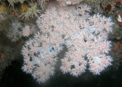 Plongée de nuit, les coraux déploient leurs polypes pour se nourrir de plancton