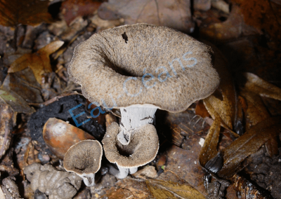 La "trompette des morts", excellent champignon, apparaît à la Toussaint