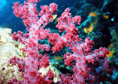 Les coraux mous se dressent pour épanouir leurs tentacules