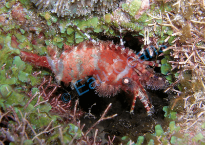 Une petite crevette se cache au beau milieu des algues et des coraux