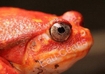 Portrait d'une "grenouille tomate" rutilante à l'affut