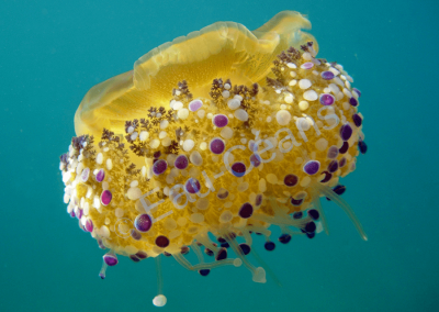 Méduse "œuf au plat" avec ses tentacules terminés en boule violette