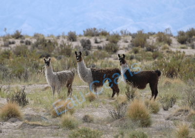 Le lama vit dans l’Altiplano argentin nord, dans la Cordillère des Andes, entre 2300 m et 4200 mètres d’altitude