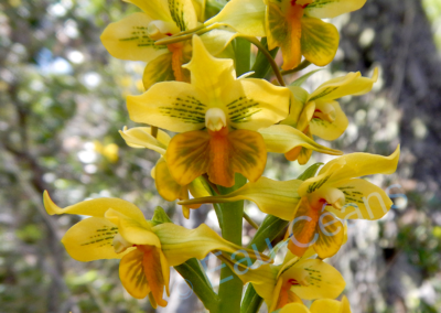 Bariloche (Argentine), comtemplation de l’orchidée Galivea odoratissima