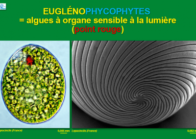 Euglénophycophytes