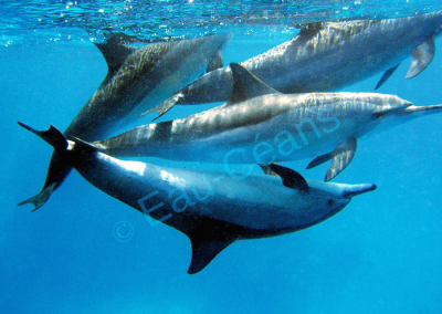 Séance de palmage au milieu d'une centaine de dauphins