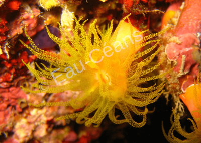 Tentacules déployés d'un polype de corail (photo A.-M. Lejeune)